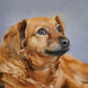 Imagen para el artículo titulado Un estudio revela que a tu perro le interesa más la cara de otro perro que la tuya